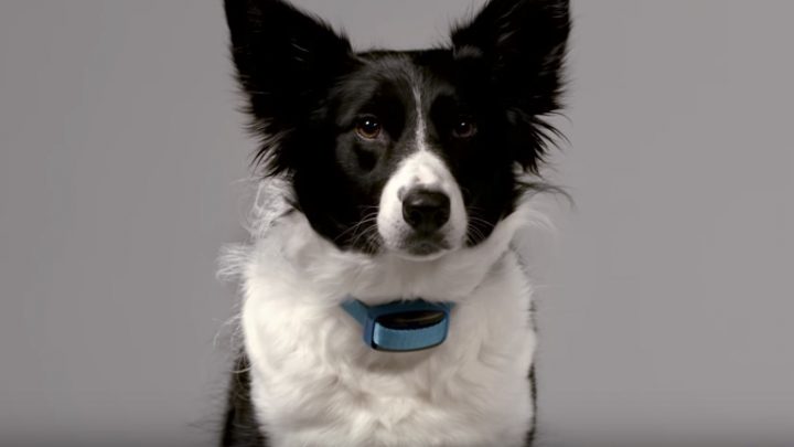 Delta Smart collier connecté chiens Garmin